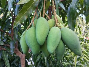 Cluster of green Falan mangoes hanging from the tree