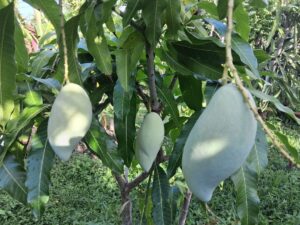 Nam Doc Mai #4 mango fruit on tree