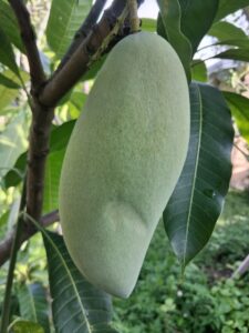 Nam Doc Mai #4 green mango closeup