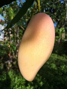 Nam Doc Mai #4 ripening mango closeup