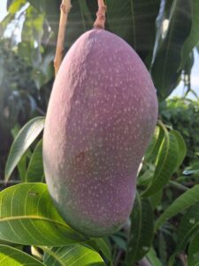 Valencia Pride mango with purple blush closeup