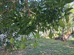 Pim Saen Mun mango tree with green mango fruit hanging from the branches