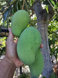 Closeup of green Pim Saen Mun mangoes hanging on the tree
