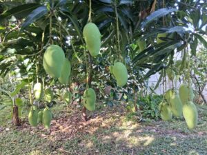 Pim Saen Mun mango tree loaded with green mango fruit