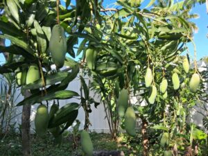 Maha Chanok mango tree loaded with green mango fruit