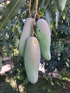 Closeup of green Maha Chanok mangoes hanging from the tree