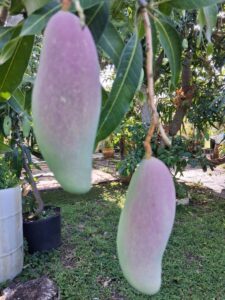 Maha Chanok mangoes with pink blush hanging from the tree