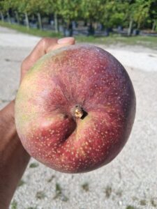 San Felipe mango with red-purple blush closeup