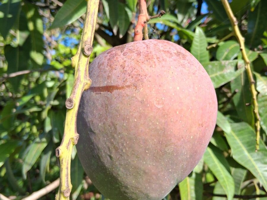 Rapoza