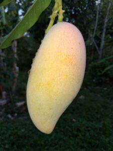 Nam Doc Mai #4 mango fruit on tree