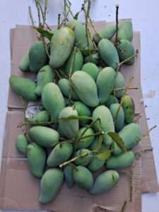 Brahm Kai Meu mango fruit cluster