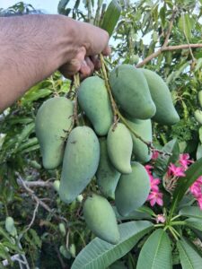 Brahm Kai Meu mangoes on tree