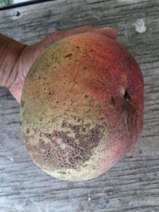 San Felipe mango fruit closeup with red blush and skin spotting