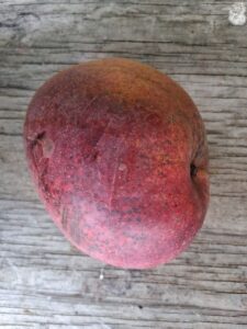 San Felipe mango fruit closeup with red blush and skin spotting