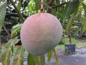 Dwarf Hawaiian mango fruit hanging on tree with pink blush