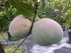 Dwarf Hawaiian mango fruit hanging on tree with pink blush