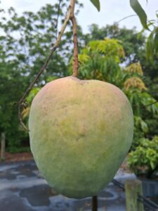 Ugly Betty mango fruit closeup