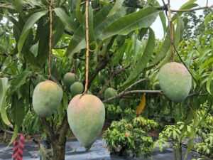 Ugly Betty mango fruit on tree