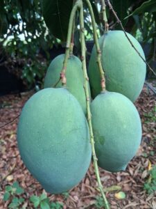 Mallika mango fruit cluster on tree