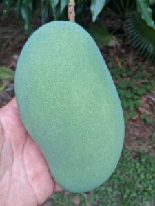Mallika mango fruit handheld closeup