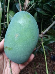 Mallika mango fruit closeup on tree