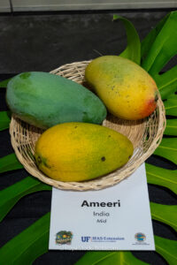 Ameeri mango fruit