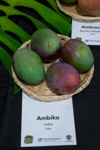 Ambika mango fruit