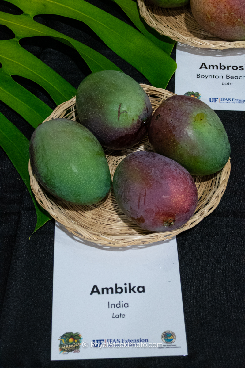 Ambika mango fruit
