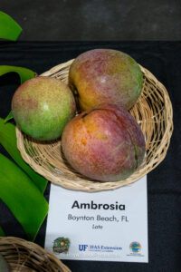 Ambrosia mango fruit