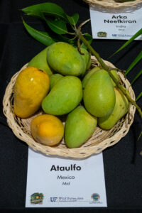 Ataulfo mango fruit