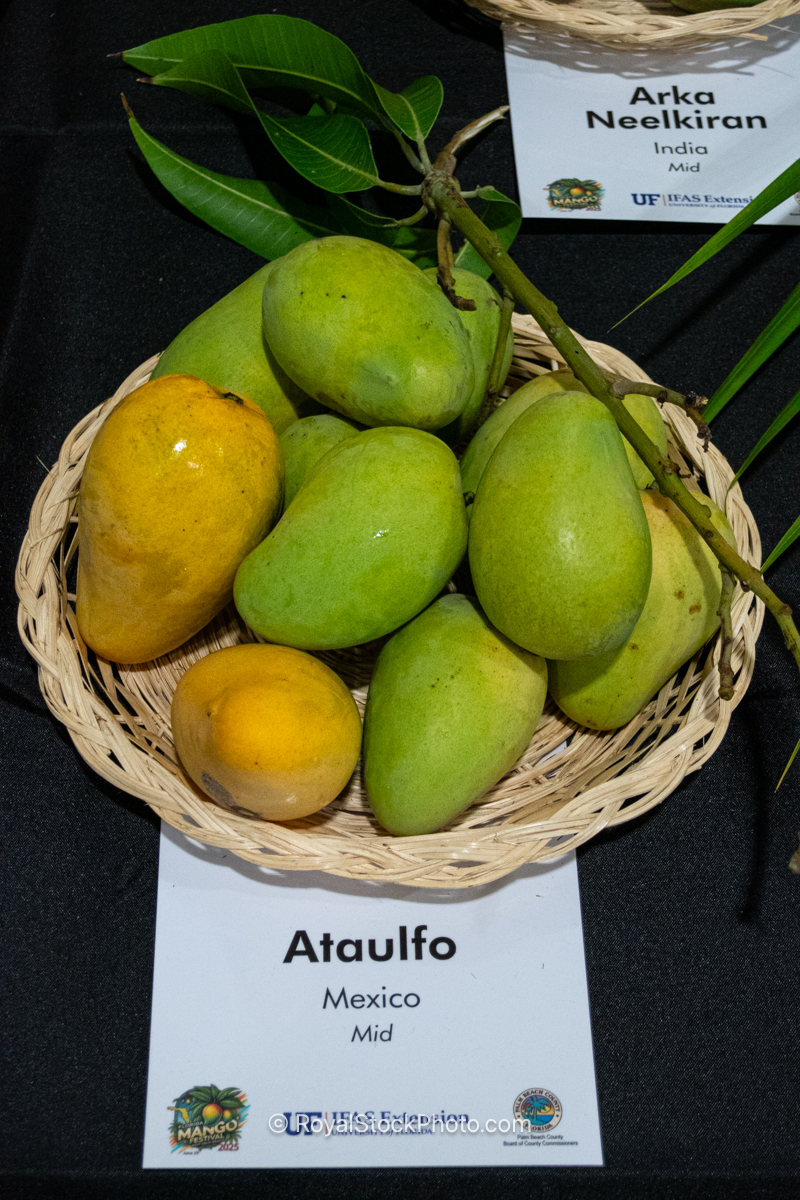 Ataulfo mango fruit