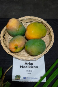 Arka Neelkiran mango fruit