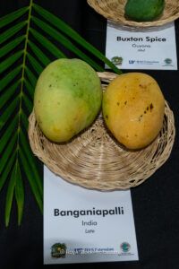 Banganiapalli mango fruit