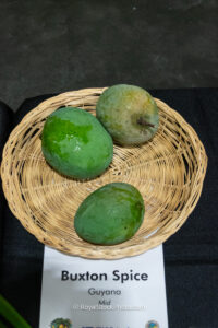 Buxton Spice mango fruit