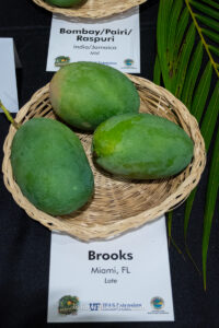 Brooks mango fruit