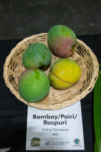 Bombay - Pairi - Raspuri mango fruit