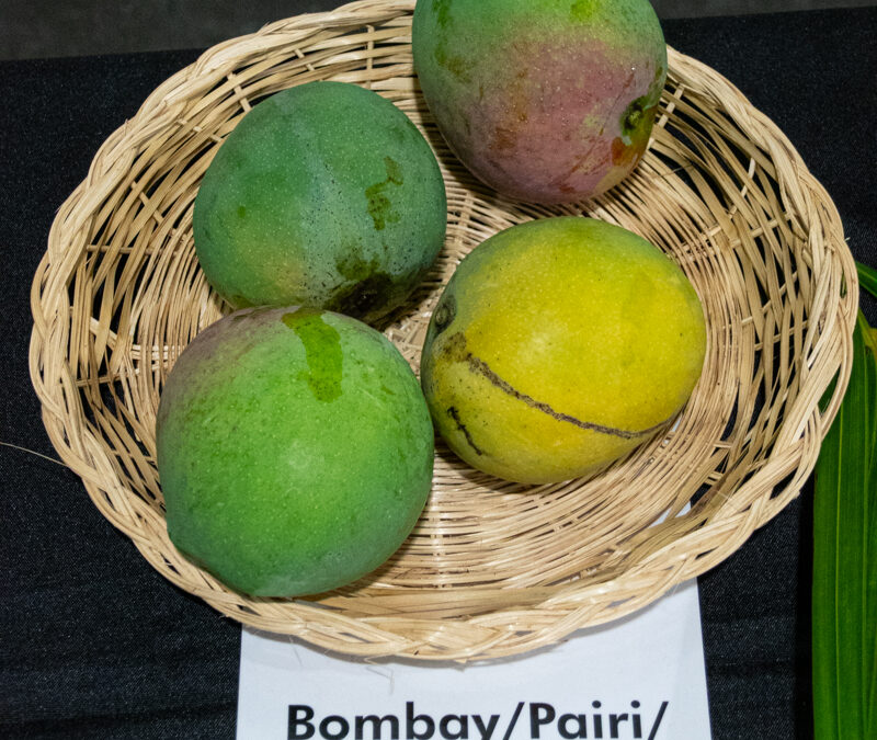 Bombay