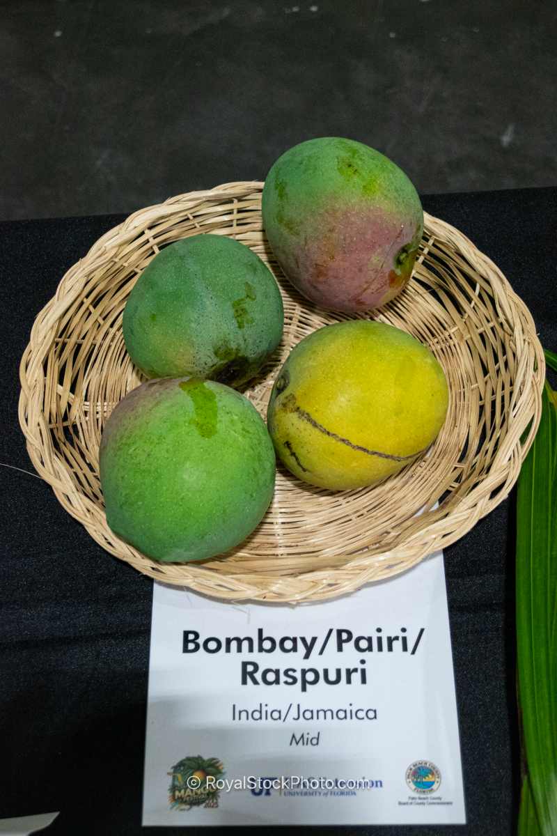 Bombay - Pairi - Raspuri mango fruit