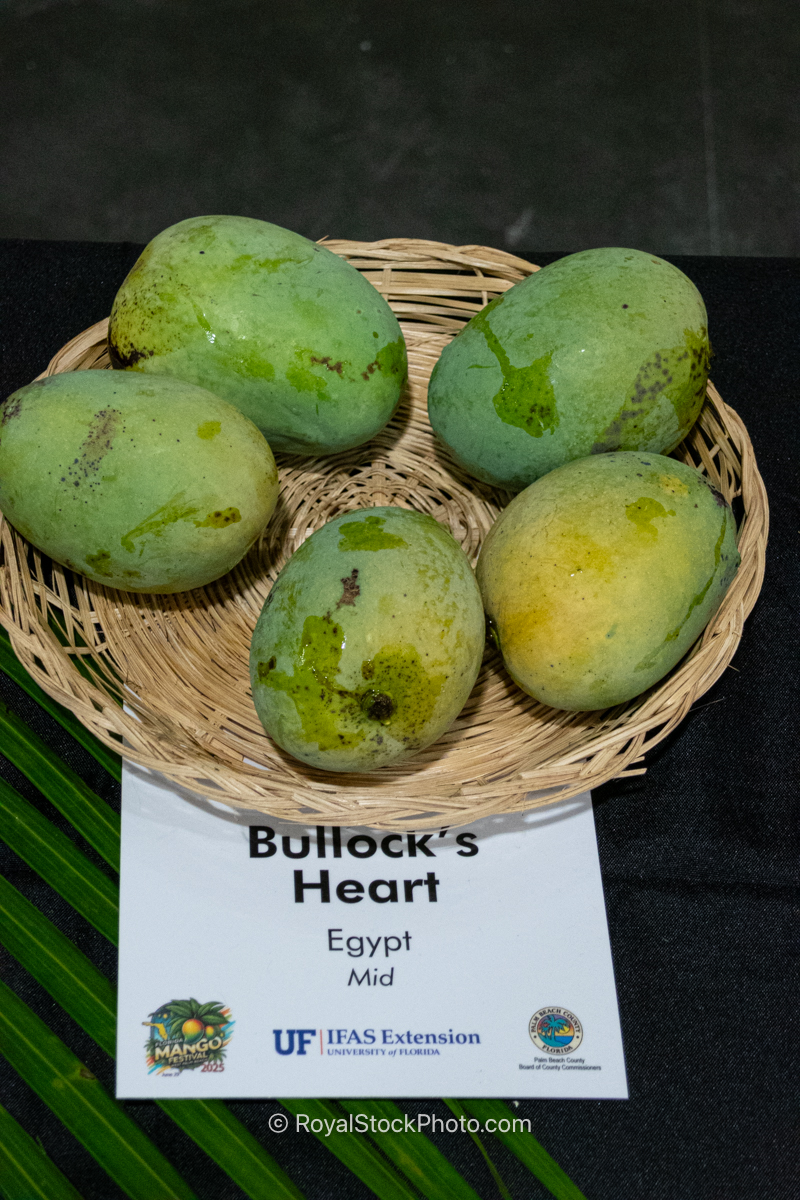 Bullock's Heart mango fruit