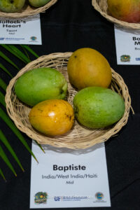 Baptiste mango fruit