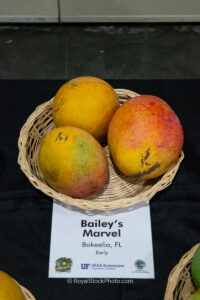 Bailey's Marvel mango fruit