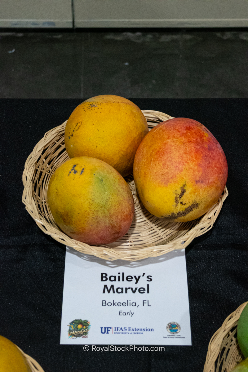 Bailey's Marvel mango fruit