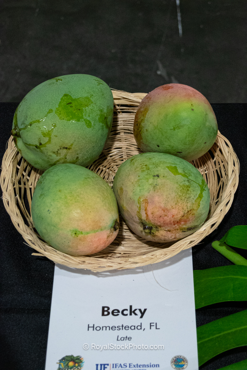 Becky Mango Becky mango fruit