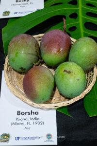 Borsha mango fruit