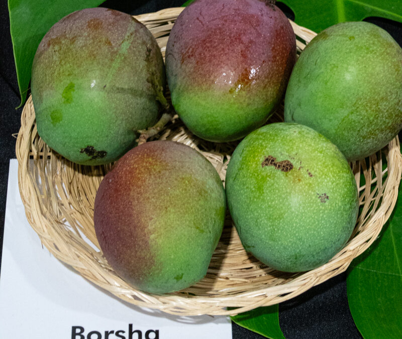 Borsha
