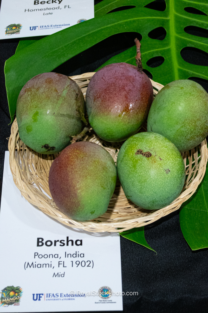 Borsha mango fruit