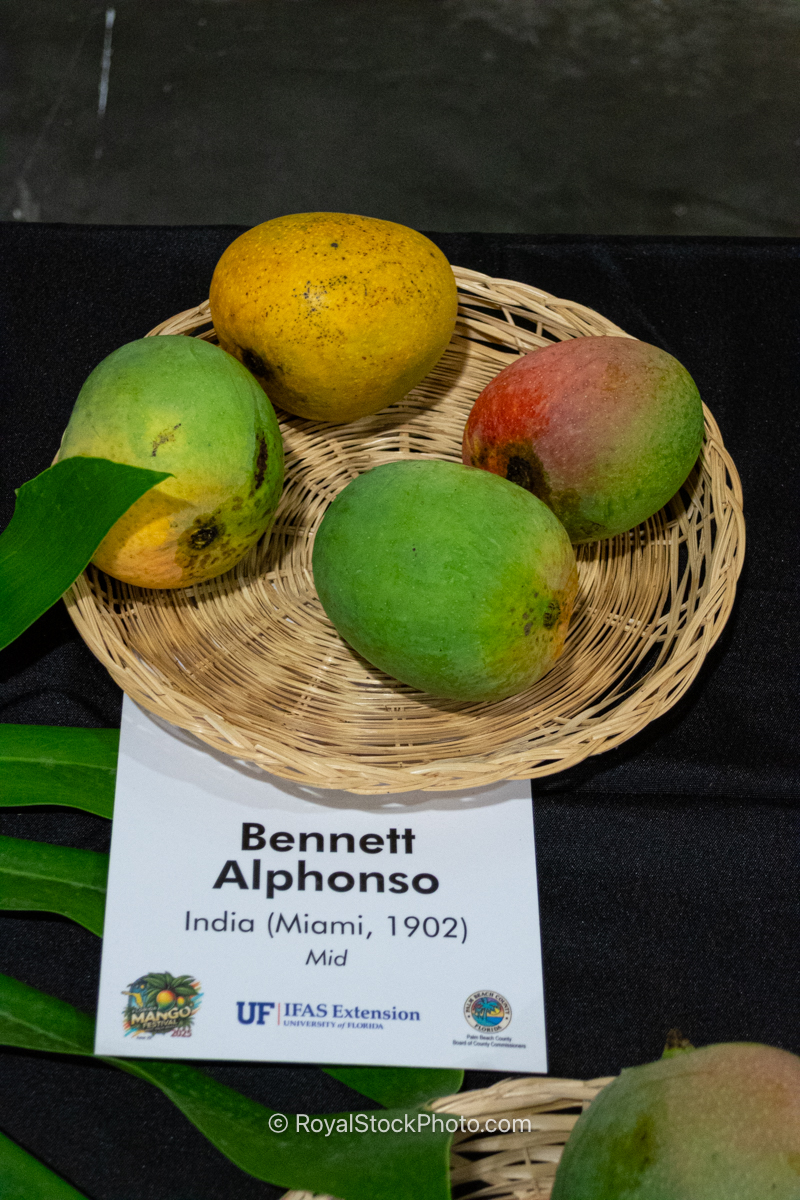Bennett Alphonso Mango Bennett Alphonso mango fruit