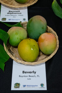 Beverly mango fruit