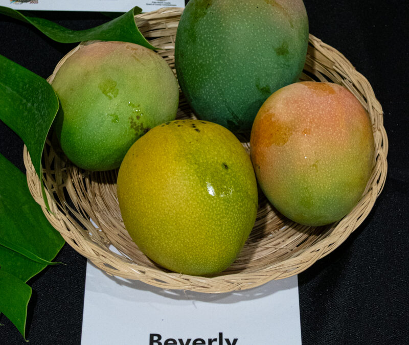 Beverly