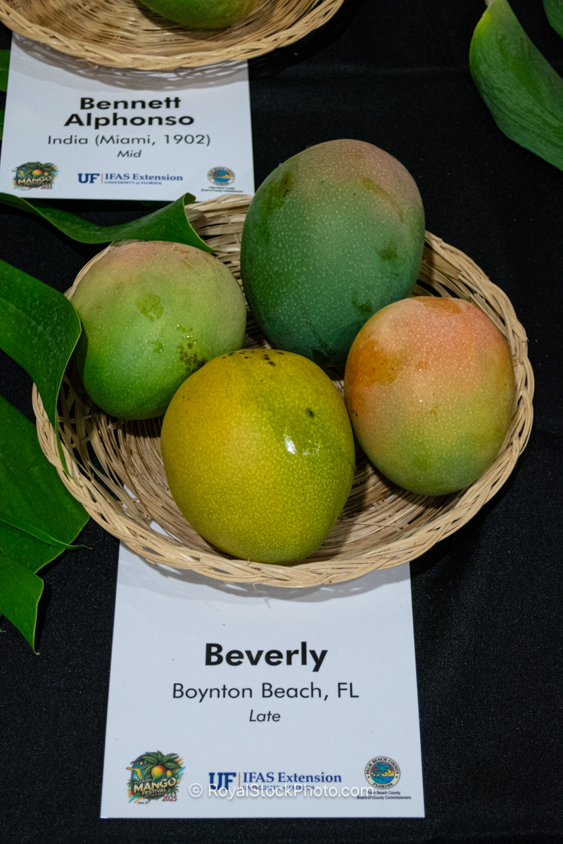Beverly mango fruit